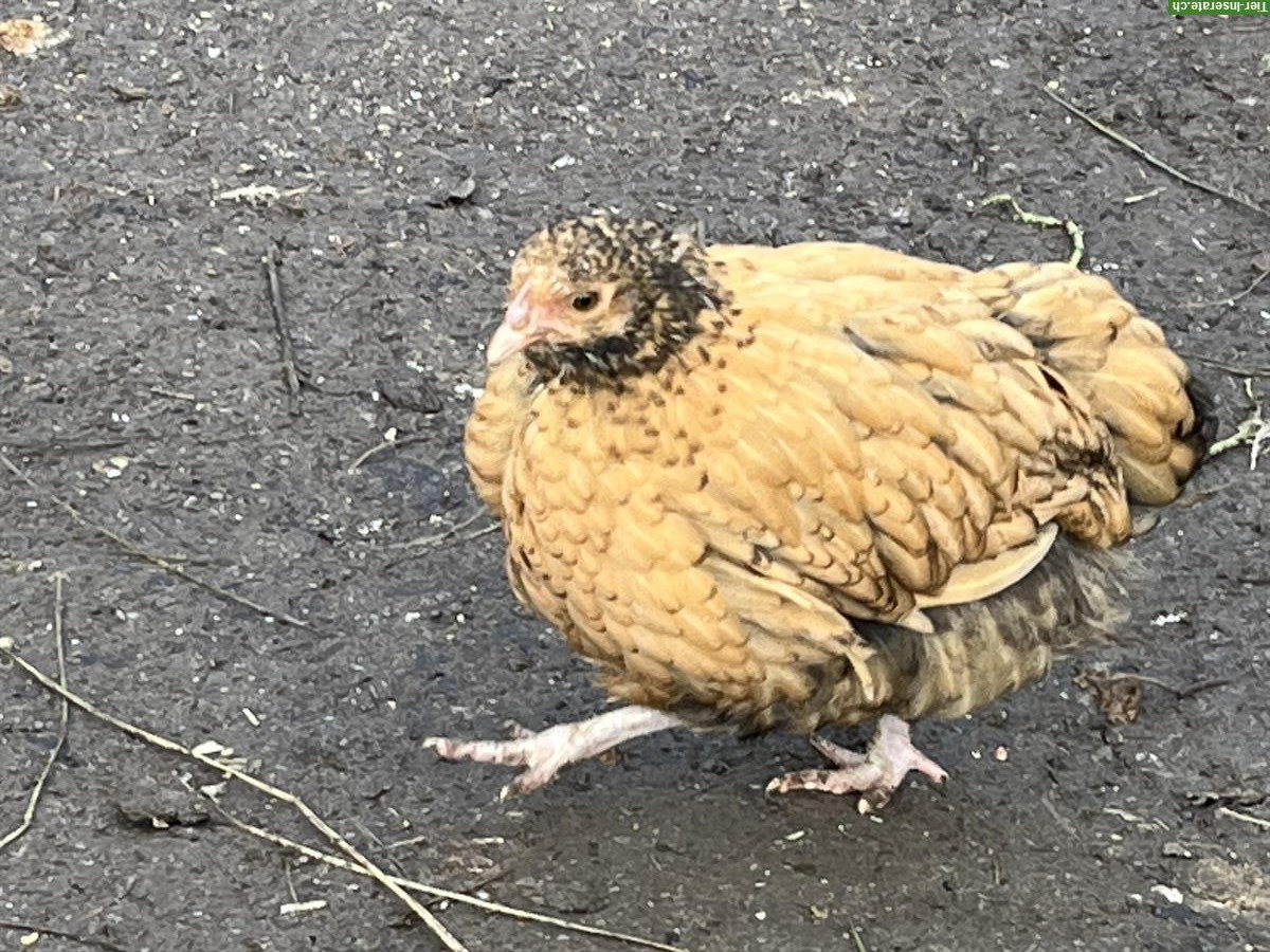 Bild 2: Zwerg-Orpington Junghennen zu verkaufen