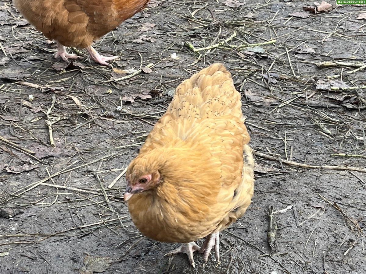 Bild 3: Zwerg-Orpington Junghennen zu verkaufen