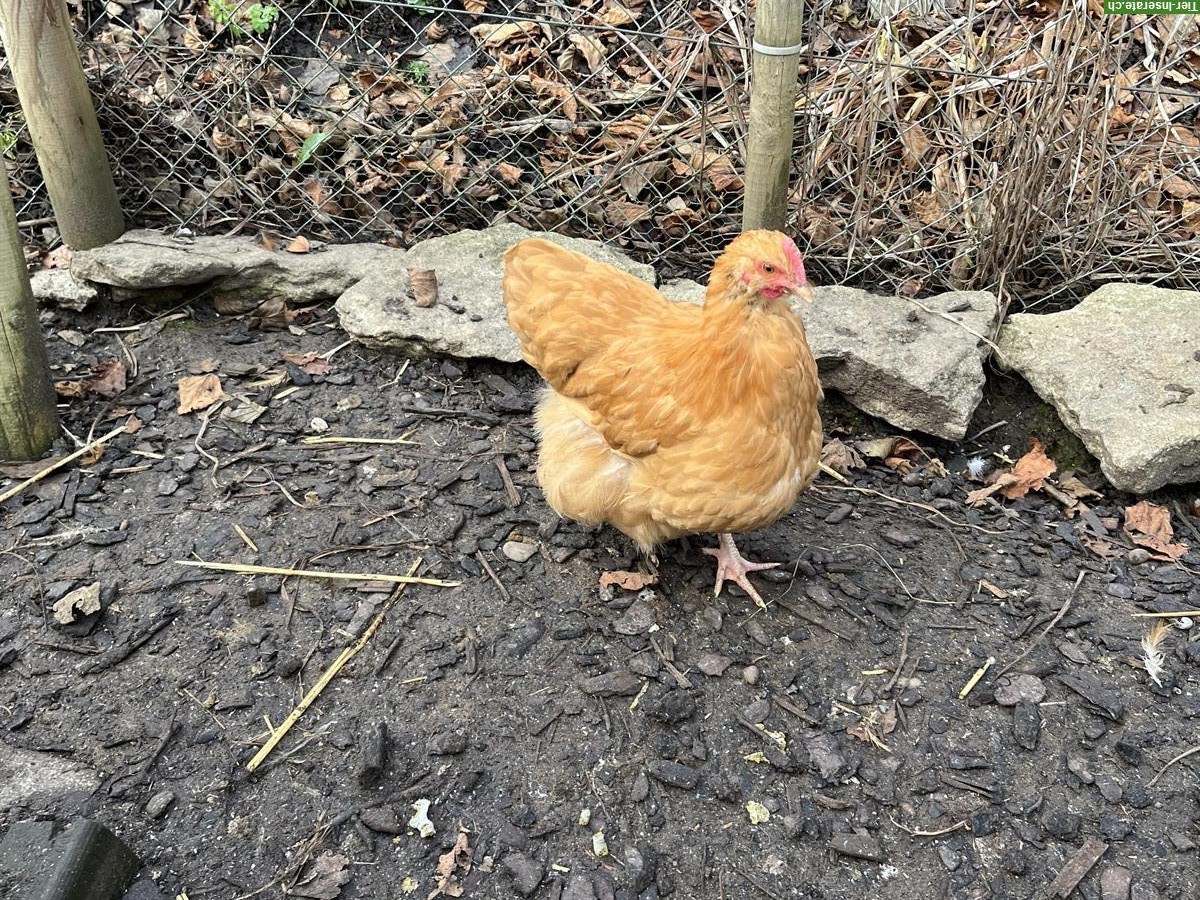 Bild 4: Zwerg-Orpington Junghennen zu verkaufen