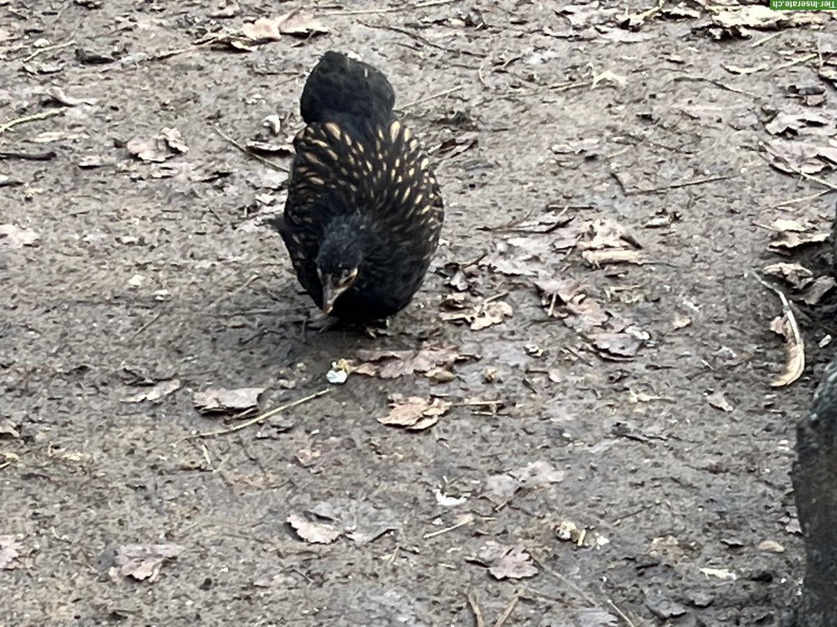 Bild 5: Zwerg-Orpington Junghennen zu verkaufen