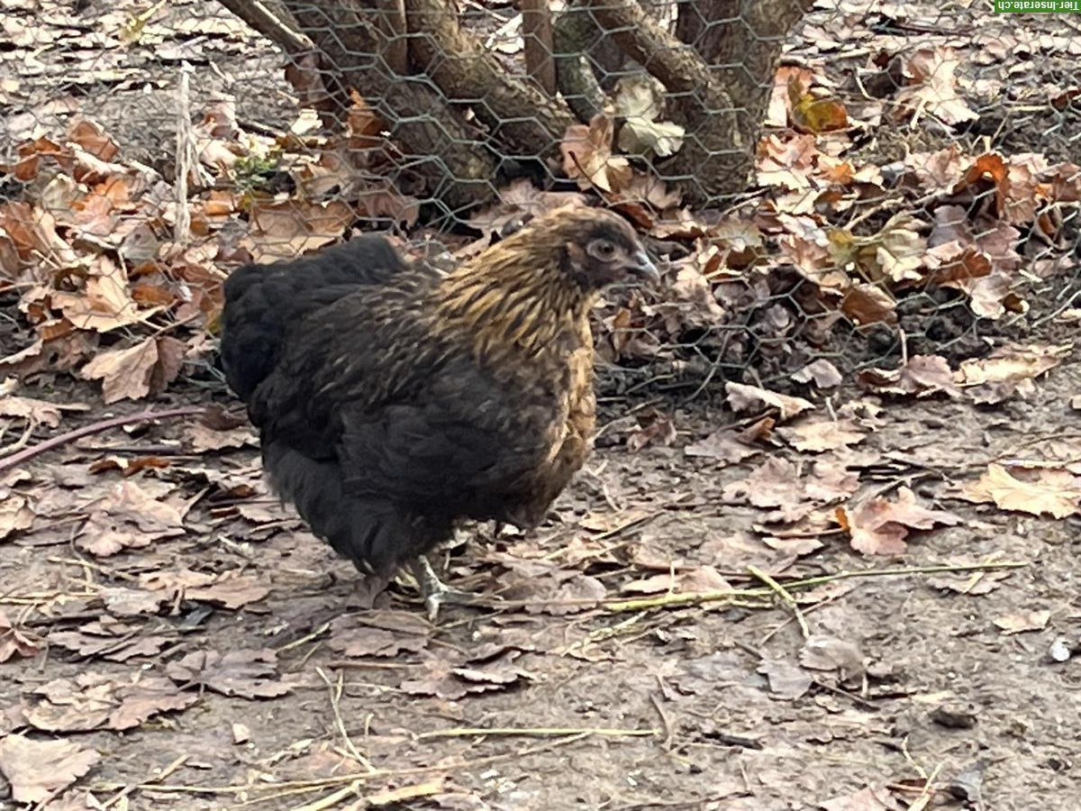 Bild 6: Zwerg-Orpington Junghennen zu verkaufen