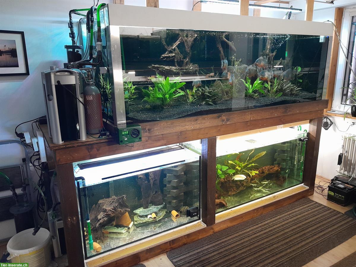 Bild 2: Zierfische an Gnadenhof abzugeben