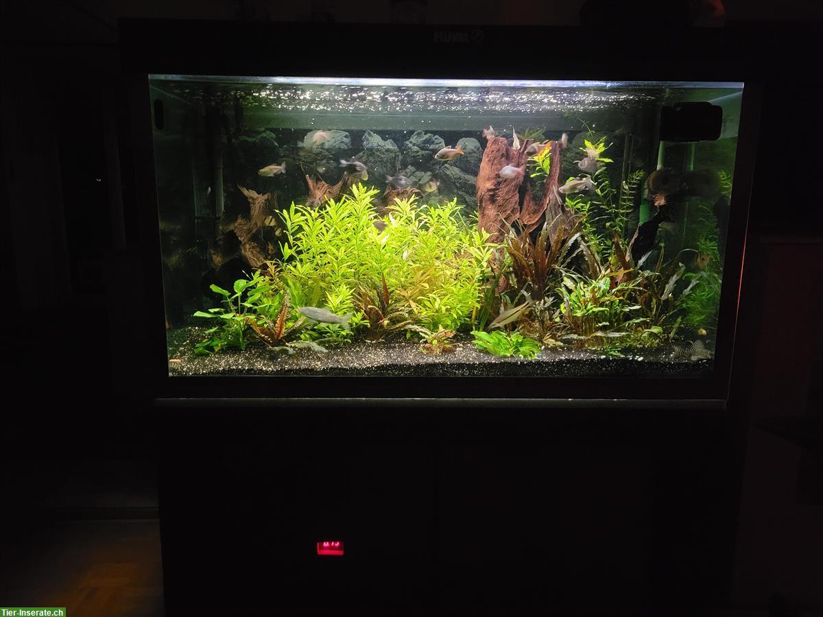 Bild 3: Zierfische an Gnadenhof abzugeben