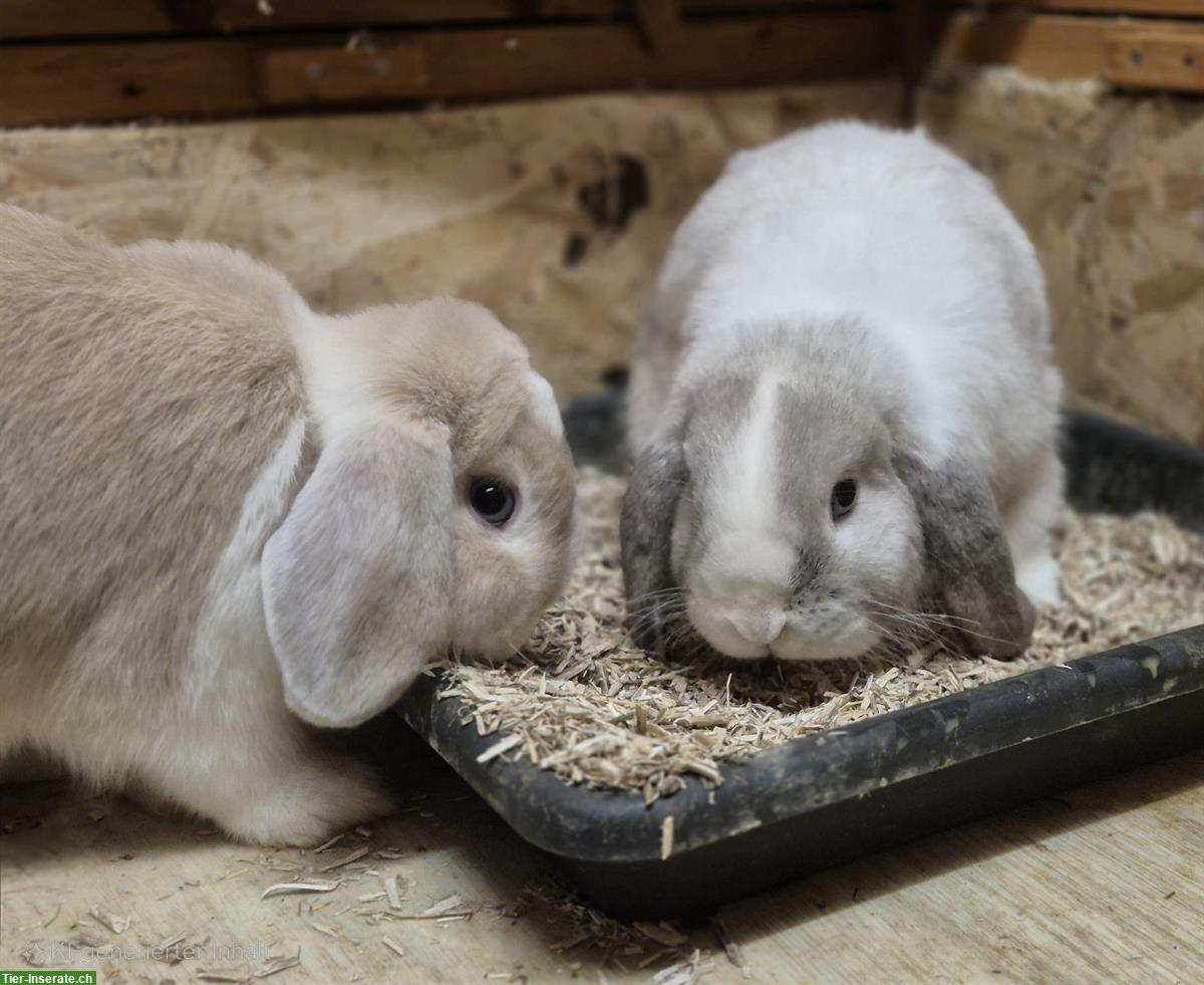 Minilop / Zwergwidder Weibchen und Kastrat gemeinsam abzugeben