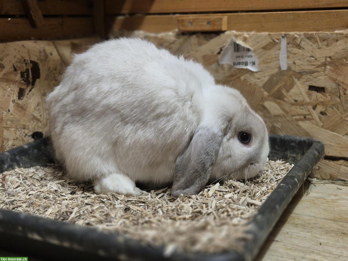 Bild 3: Minilop / Zwergwidder Weibchen und Kastrat gemeinsam abzugeben