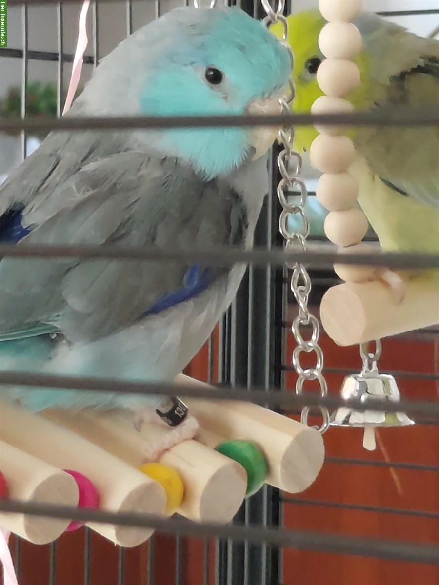 2 Sperlingspapageien (Forpus) mit Käfig