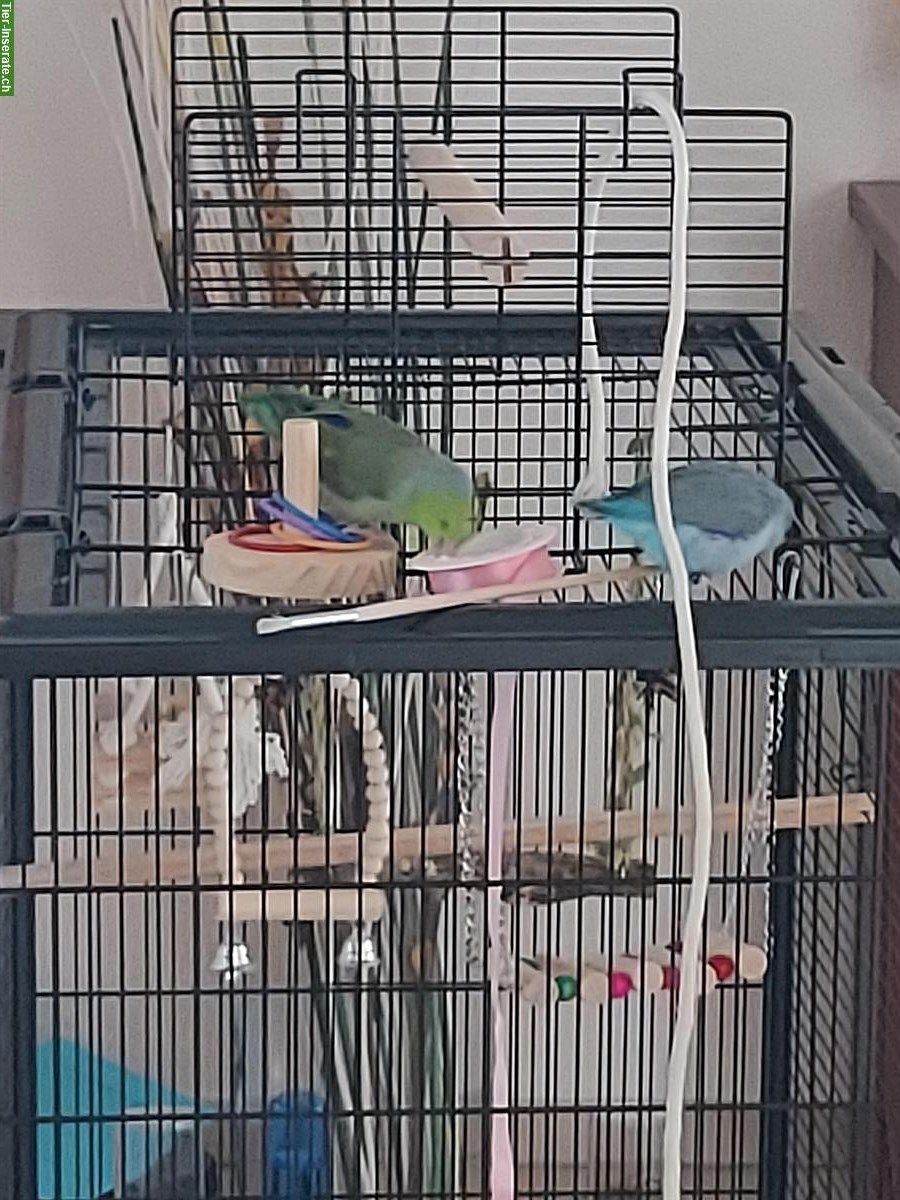 Bild 2: 2 Sperlingspapageien (Forpus) mit Käfig