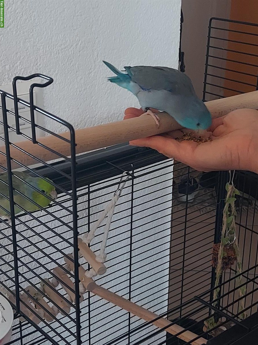 Bild 3: 2 Sperlingspapageien (Forpus) mit Käfig