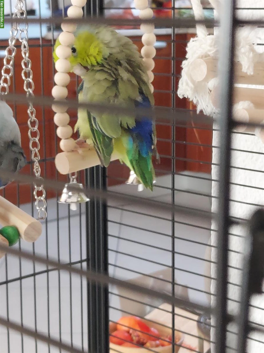 Bild 4: 2 Sperlingspapageien (Forpus) mit Käfig