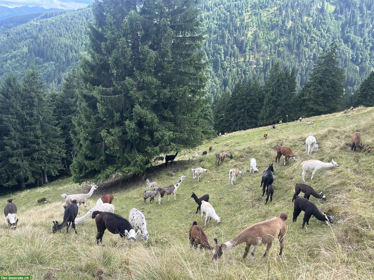 Lamas zu verkaufen: Stuten mit/ohne Fohlen und Jungtiere