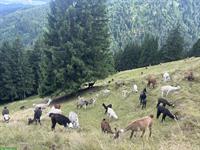 Lamas zu verkaufen: Stuten mit/ohne Fohlen und Jungtiere