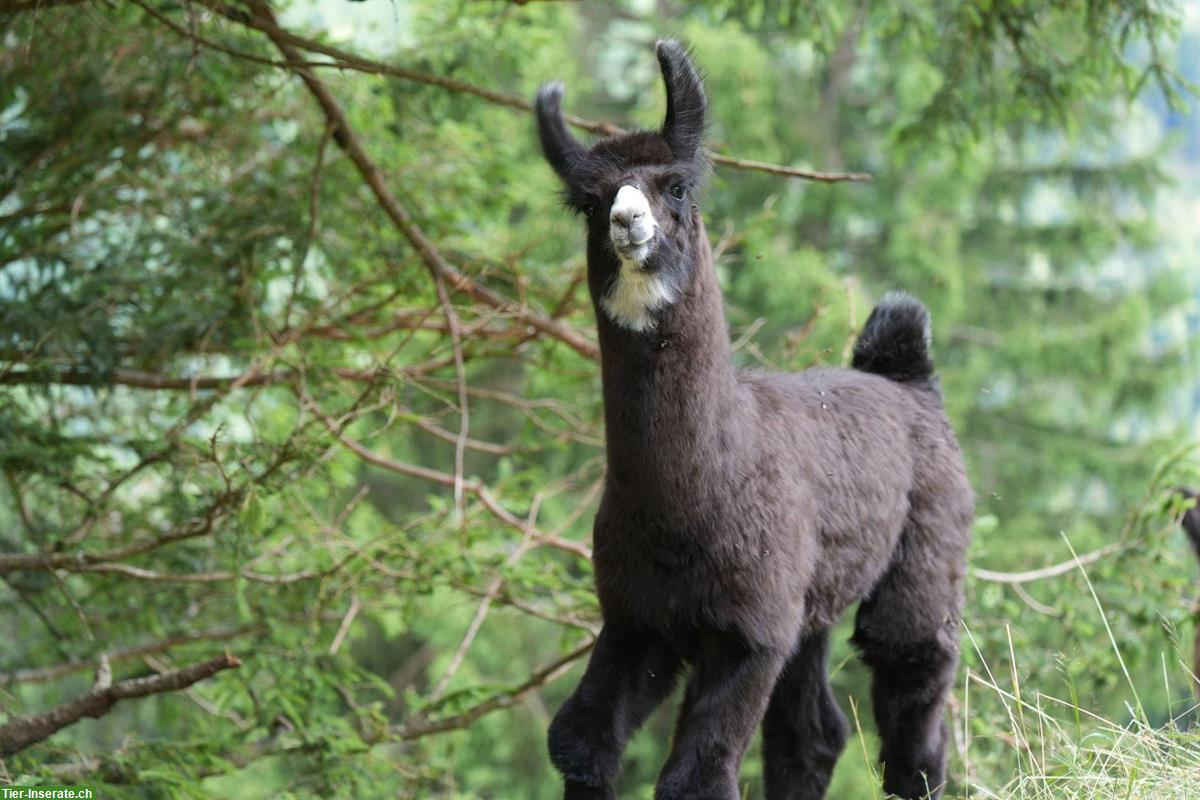 Bild 2: Lamas zu verkaufen: Stuten mit/ohne Fohlen und Jungtiere