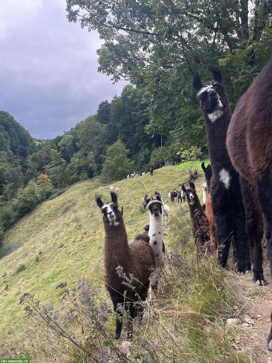 Bild 3: Lamas zu verkaufen: Stuten mit/ohne Fohlen und Jungtiere