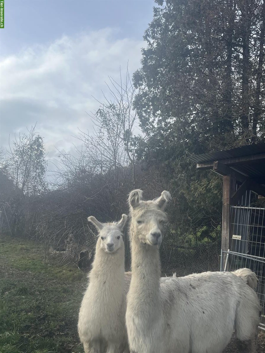 Bild 4: Lamas zu verkaufen: Stuten mit/ohne Fohlen und Jungtiere