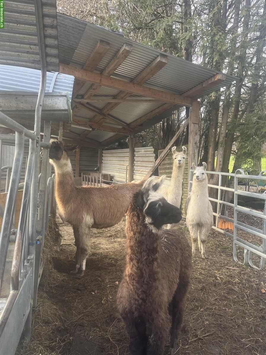 Bild 5: Lamas zu verkaufen: Stuten mit/ohne Fohlen und Jungtiere