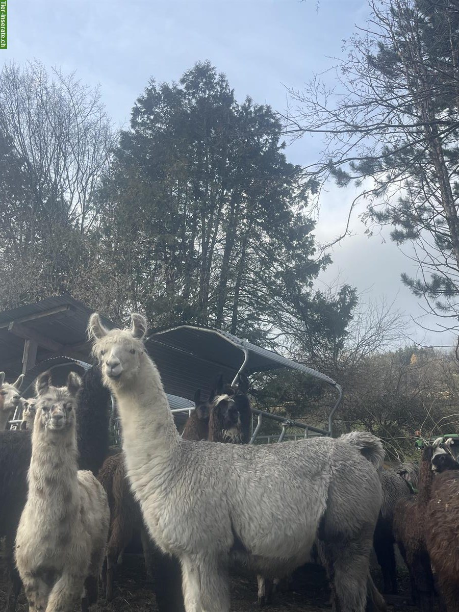 Bild 6: Lamas zu verkaufen: Stuten mit/ohne Fohlen und Jungtiere