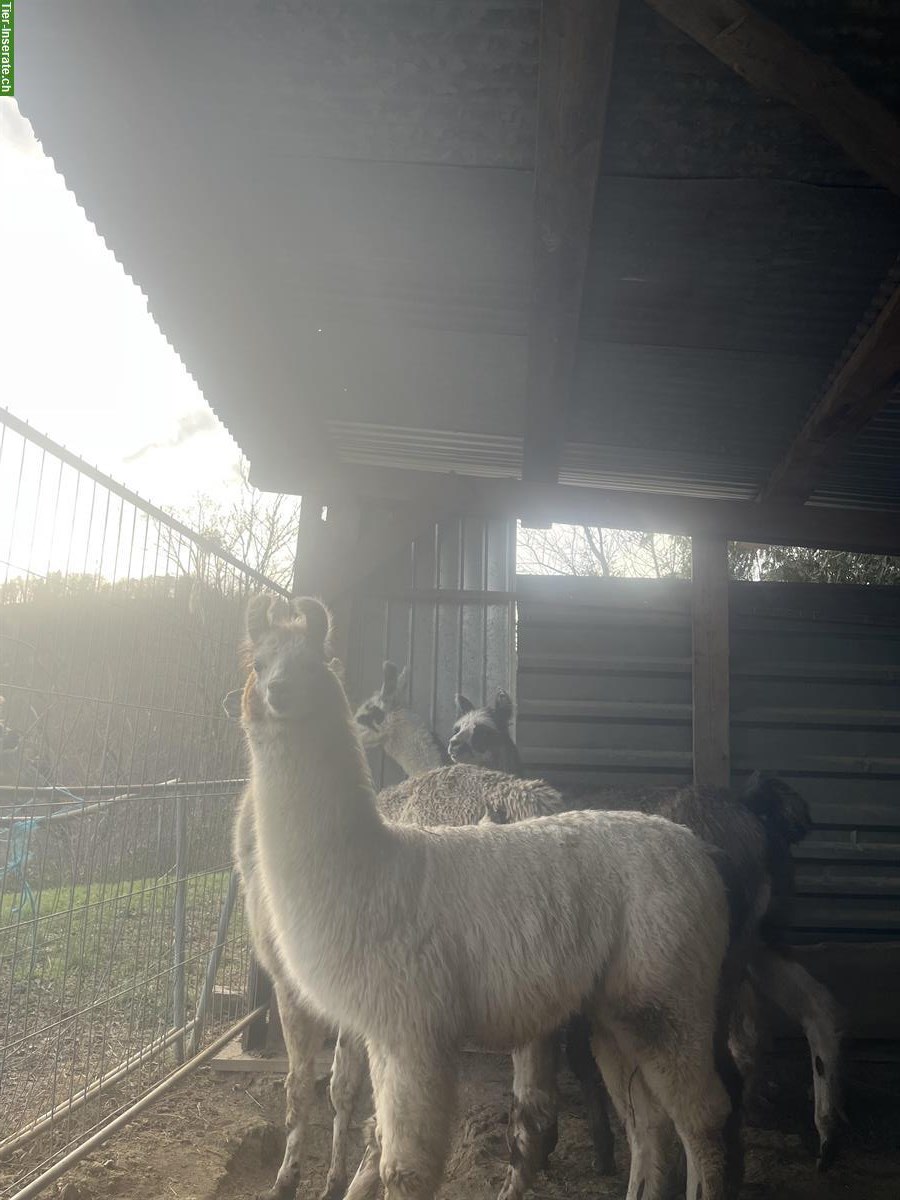 Bild 7: Lamas zu verkaufen: Stuten mit/ohne Fohlen und Jungtiere