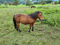 Shetty-Mix Wallach, 19-jährig, kinderlieb