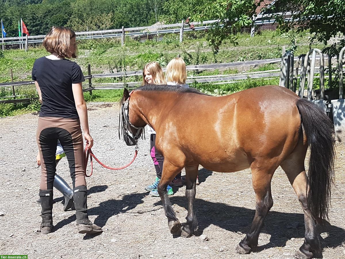 Bild 2: Shetty-Mix Wallach, 19-jährig, kinderlieb