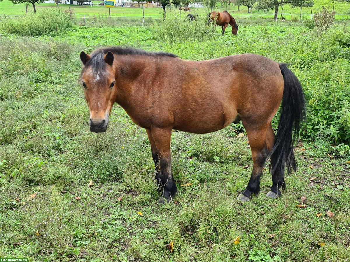 Bild 3: Shetty-Mix Wallach, 19-jährig, kinderlieb