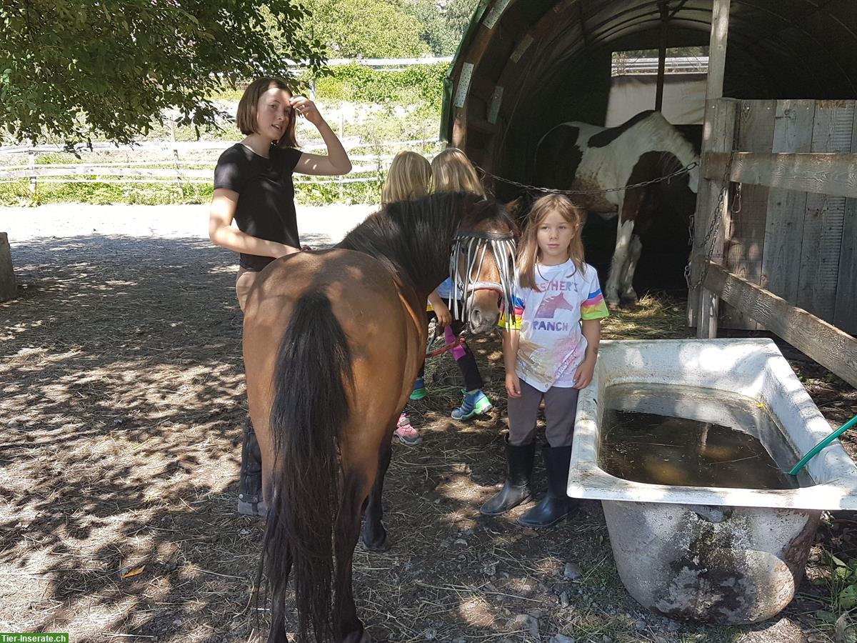 Bild 4: Shetty-Mix Wallach, 19-jährig, kinderlieb