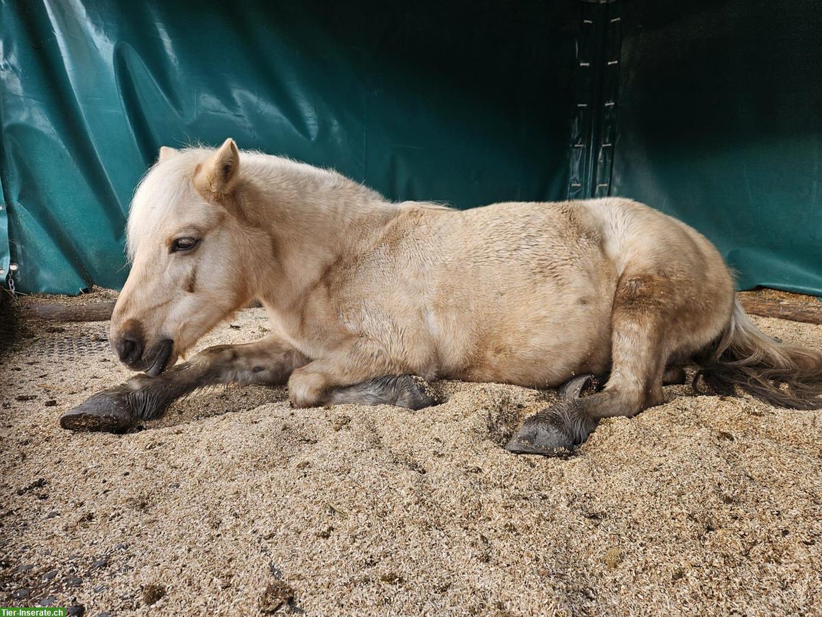 Pflegebeteiligung in Thun für tolle Ponystute