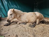 Pflegebeteiligung in Thun für tolle Ponystute