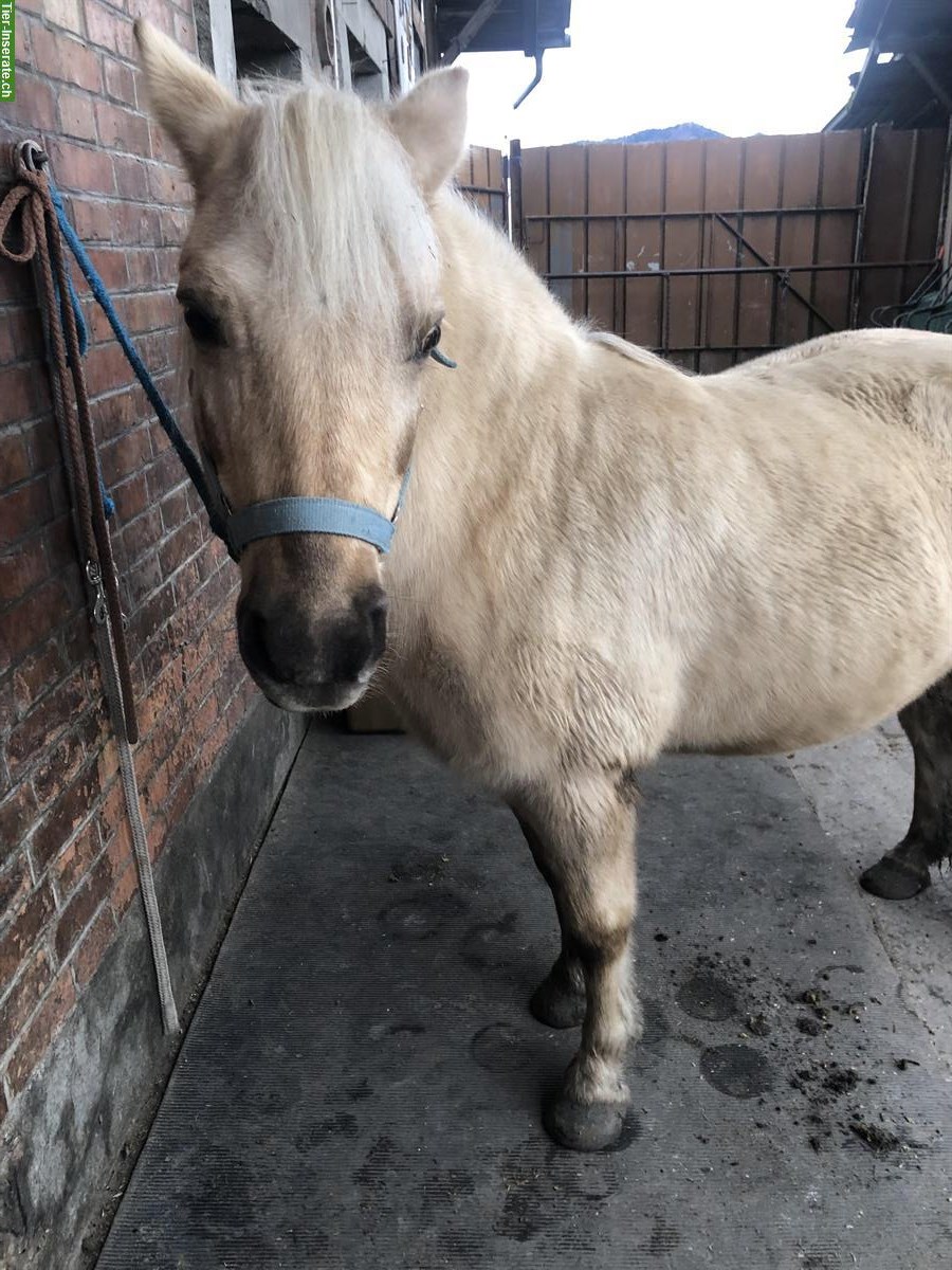 Bild 2: Pflegebeteiligung in Thun für tolle Ponystute