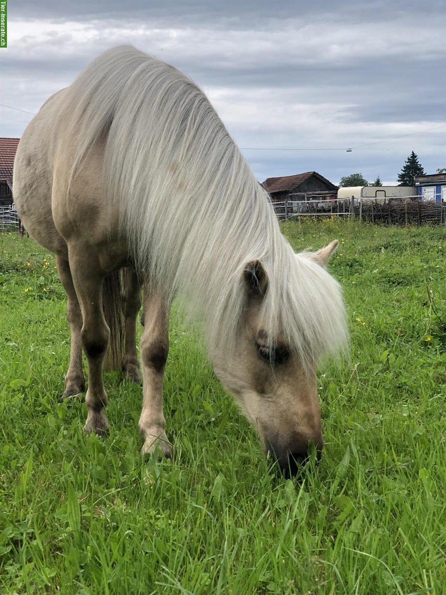 Bild 3: Pflegebeteiligung in Thun für tolle Ponystute