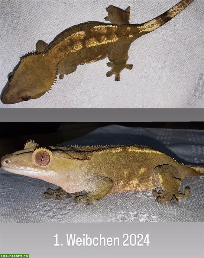 0.2 Kronengecko (Correlophus ciliatus, Crested Gecko)