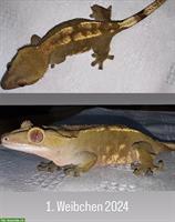 0.2 Kronengecko (Correlophus ciliatus, Crested Gecko)