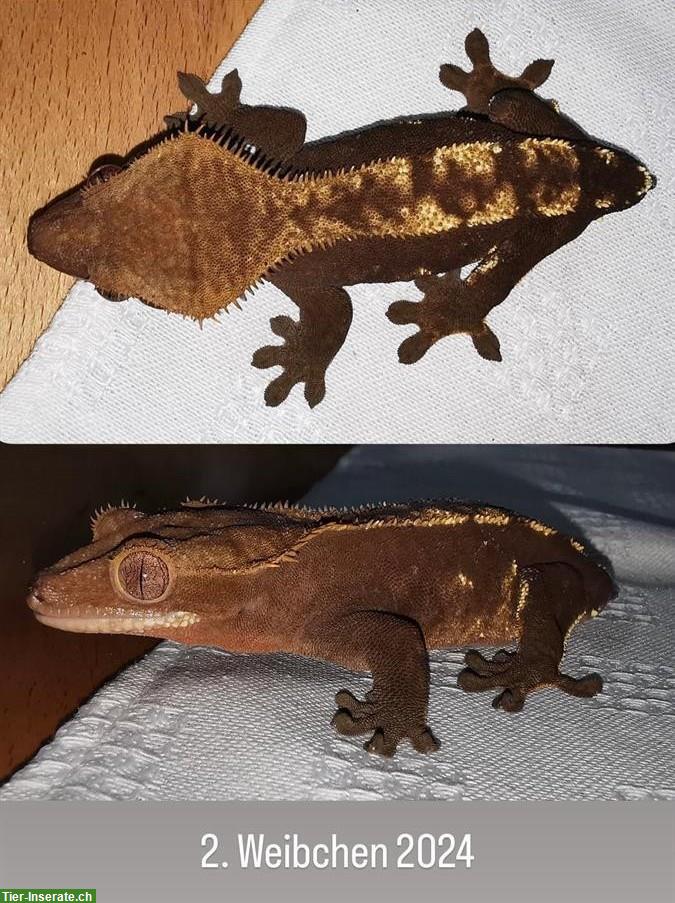 Bild 2: 0.2 Kronengecko (Correlophus ciliatus, Crested Gecko)