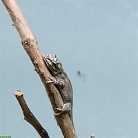 Anolis Leachii Nachzuchten abzugeben