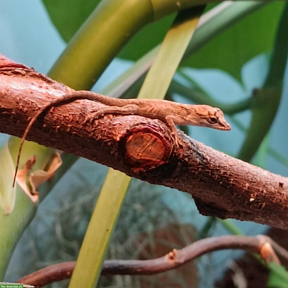 Bild 2: Anolis Leachii Nachzuchten abzugeben