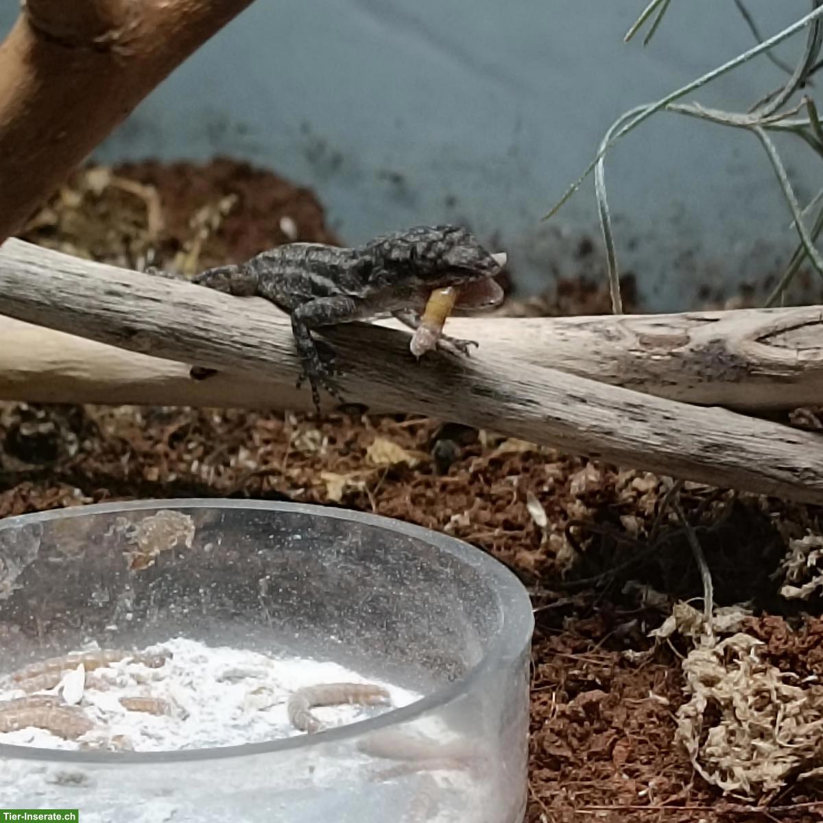 Bild 4: Anolis Leachii Nachzuchten abzugeben