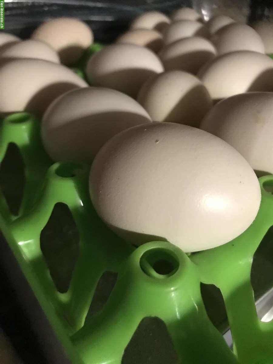 Amy Cemani Hühner Bruteier zu verkaufen