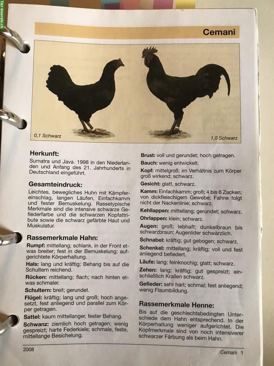 Bild 2: Amy Cemani Hühner Bruteier zu verkaufen