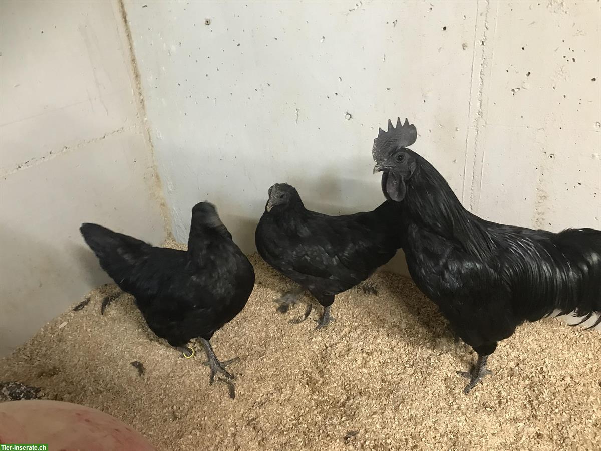 Bild 3: Amy Cemani Hühner Bruteier zu verkaufen