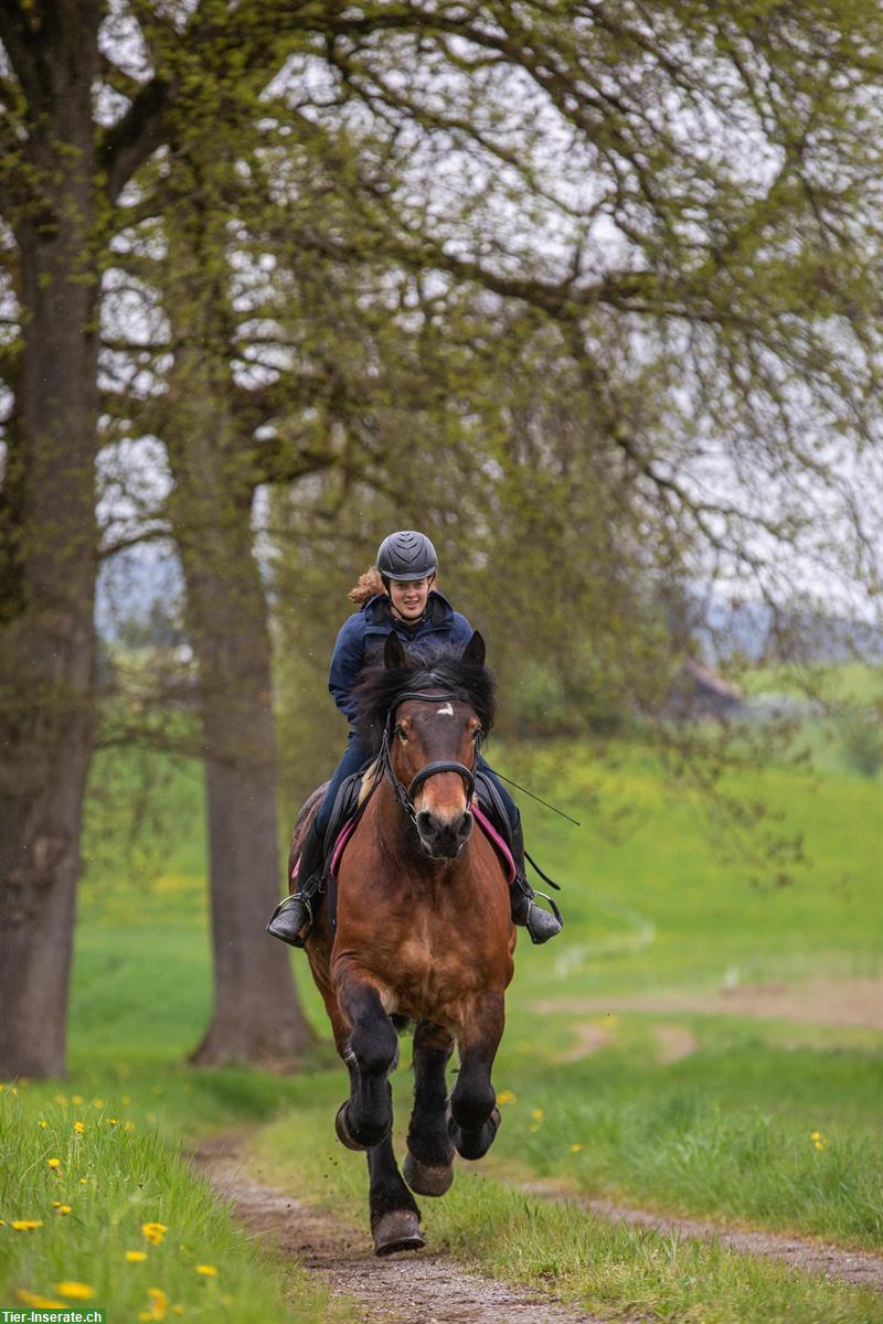 Ardenner Stute aus eigener Zucht zu verkaufen