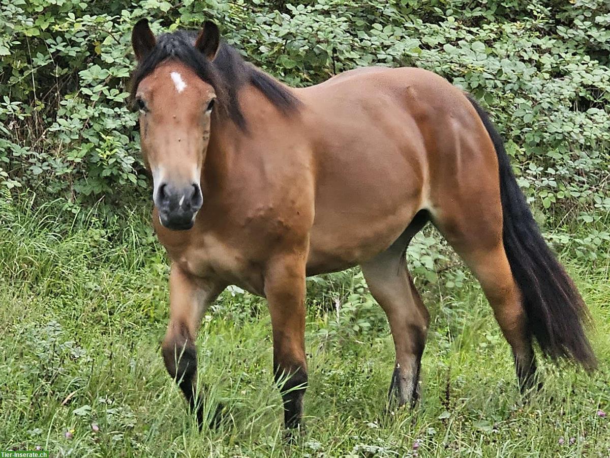 Burgdorfer Stute braun zu verkaufen
