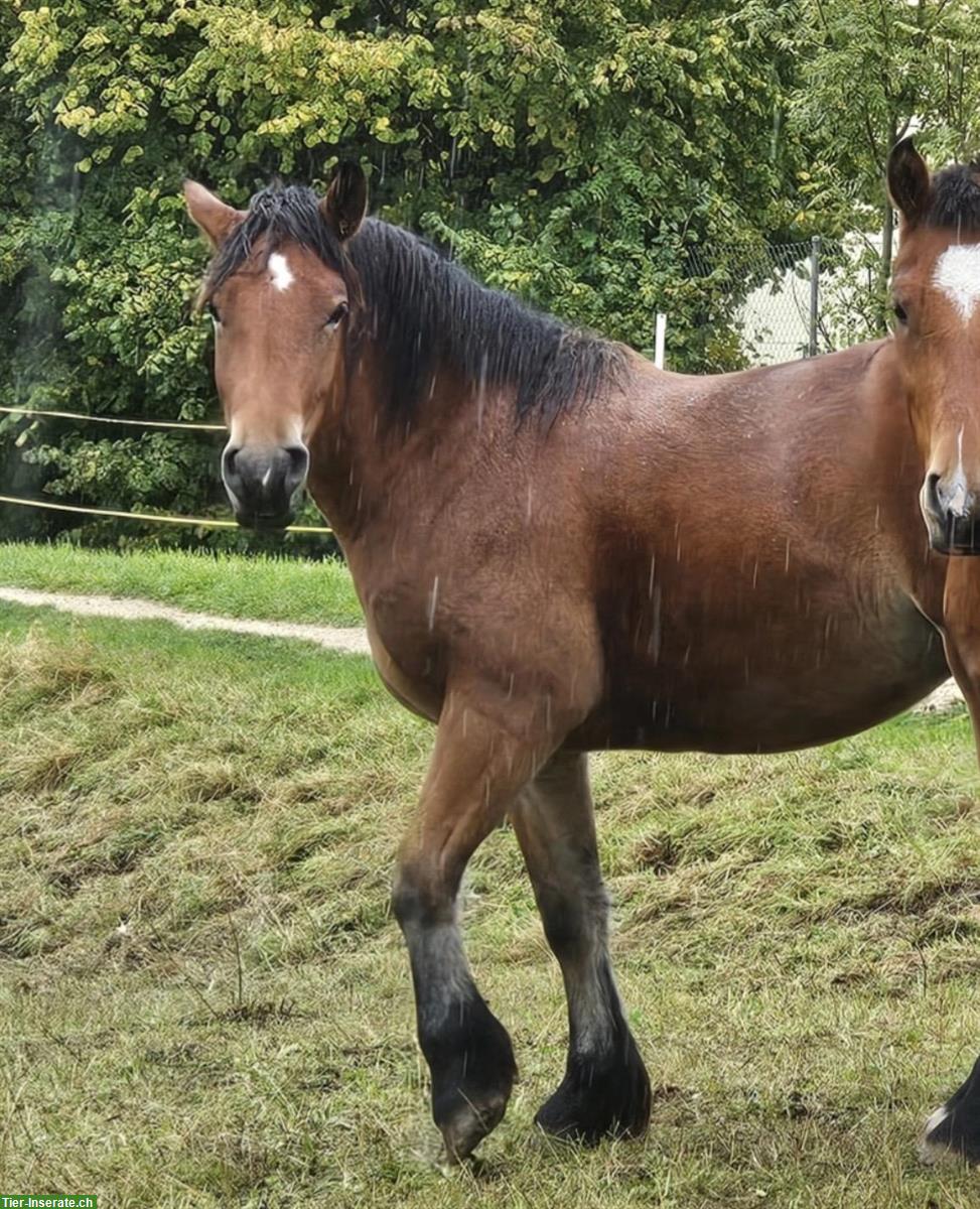 Bild 2: Burgdorfer Stute braun zu verkaufen