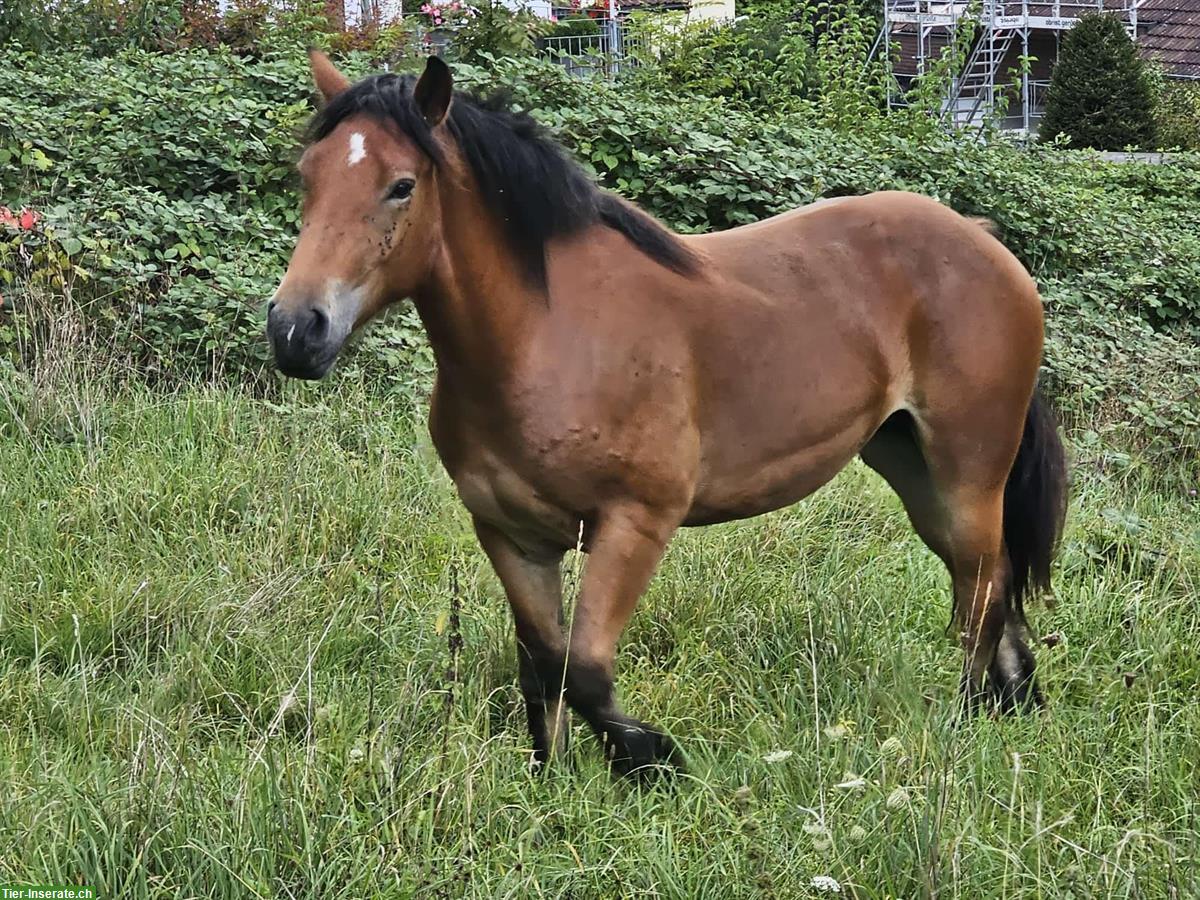 Bild 3: Burgdorfer Stute braun zu verkaufen