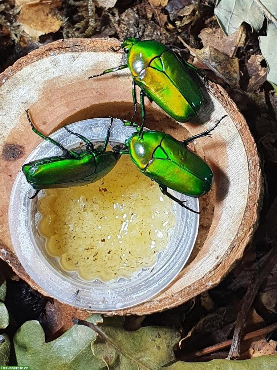 Chlorocala africana camerunica for sale