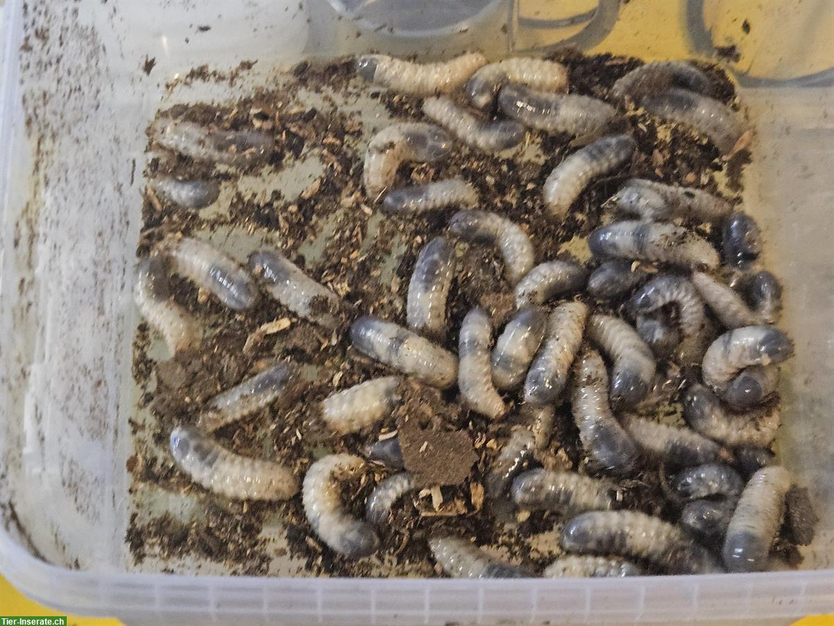 Bild 2: Chlorocala africana camerunica for sale