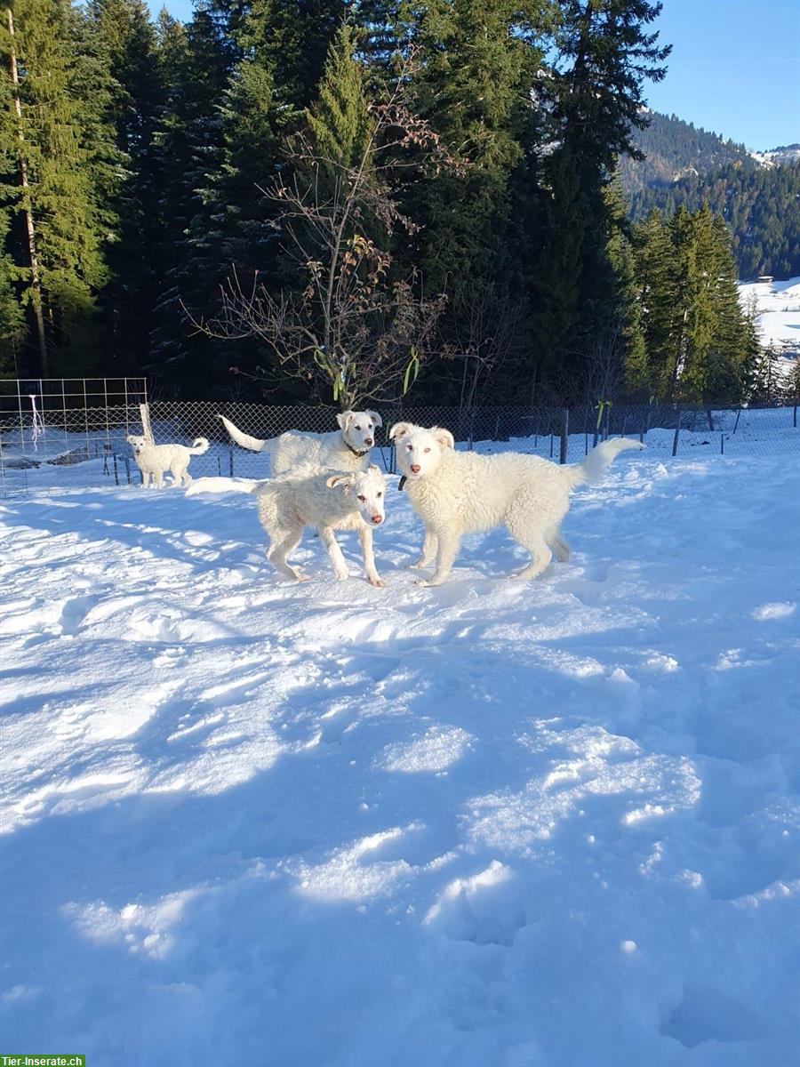 Maremmano Welpen, Maremmen-Abruzzen Schäferhund