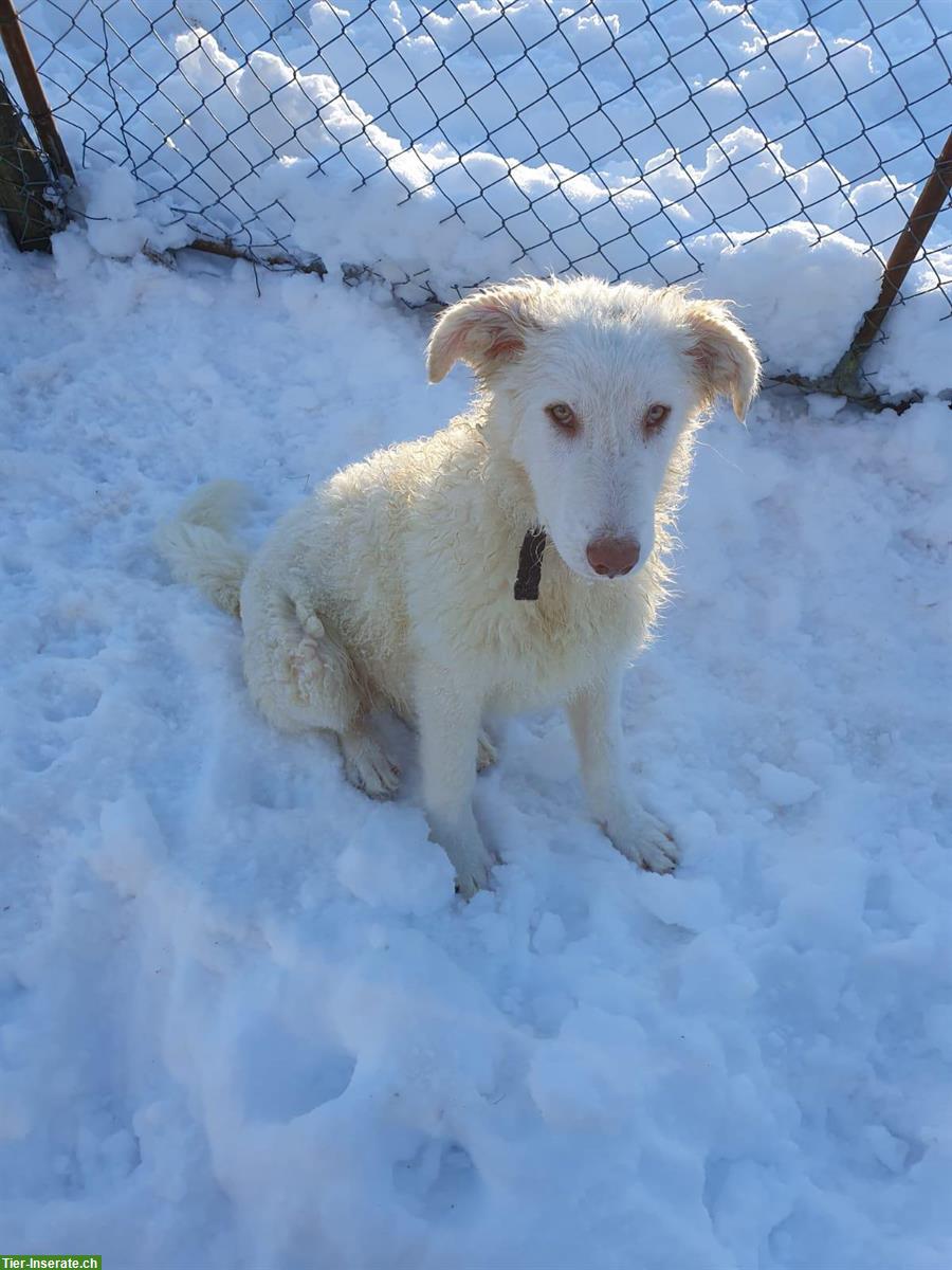Bild 2: Maremmano Welpen, Maremmen-Abruzzen Schäferhund