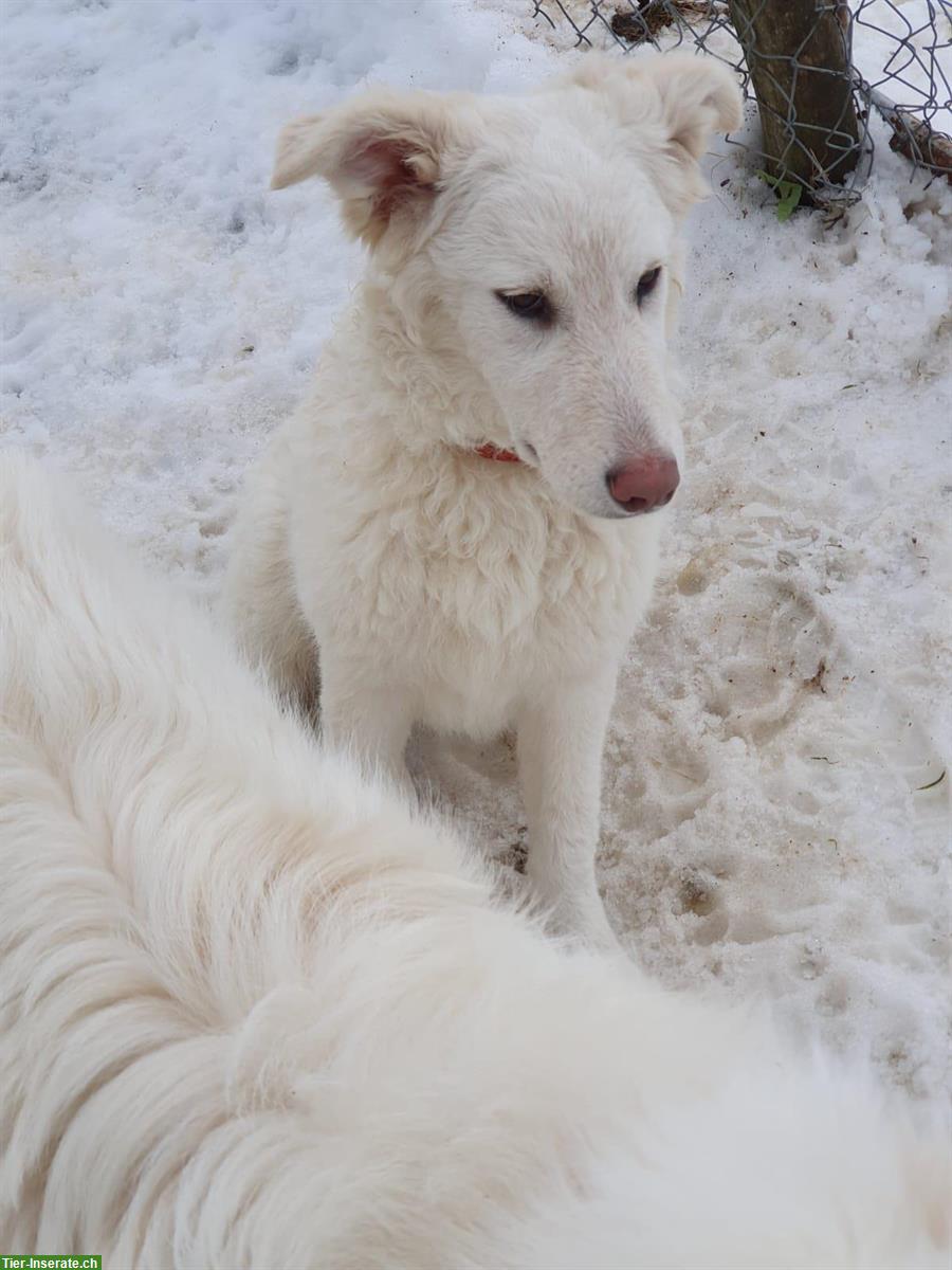 Bild 3: Maremmano Welpen, Maremmen-Abruzzen Schäferhund