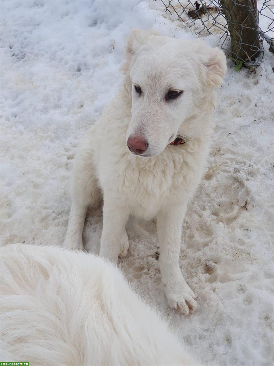 Bild 4: Maremmano Welpen, Maremmen-Abruzzen Schäferhund