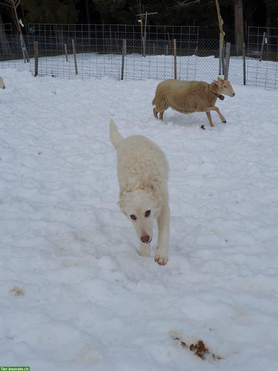 Bild 5: Maremmano Welpen, Maremmen-Abruzzen Schäferhund