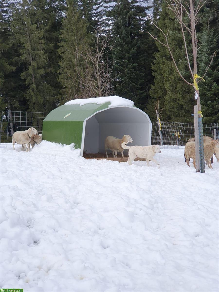 Bild 6: Maremmano Welpen, Maremmen-Abruzzen Schäferhund